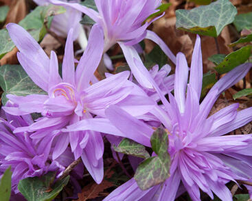 Ocún podzimní 'Waterlily'