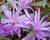 Ocún podzimní 'Waterlily'