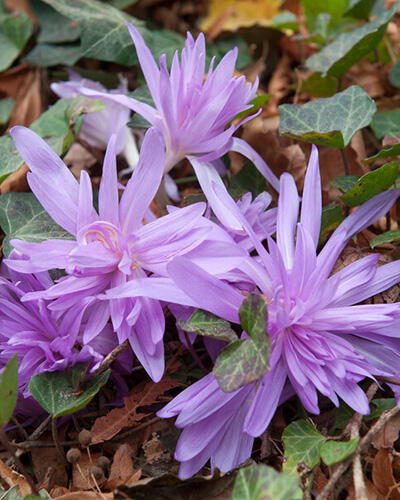 Ocún podzimní 'Waterlily' - Colchicum autumnale 'Waterlily'