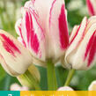 Tulipán mnohokvětý 'Candy Club' - Tulipa Bouquet 'Candy Club'