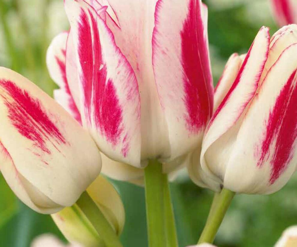 Tulipán mnohokvětý 'Candy Club' - Tulipa Bouquet 'Candy Club'