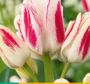 Tulipán mnohokvětý 'Candy Club' - Tulipa Bouquet 'Candy Club'