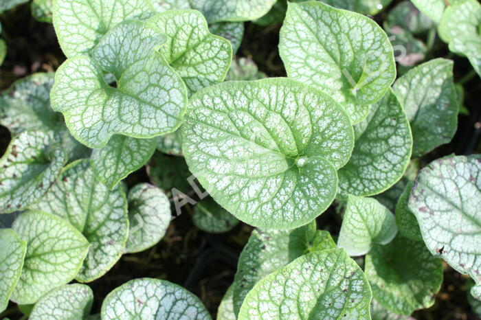 Pomněnkovec velkolistý 'Alchemy Pewter' - Brunnera 'Alchemy Pewter'