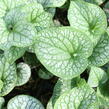 Pomněnkovec velkolistý 'Alchemy Pewter' - Brunnera 'Alchemy Pewter'