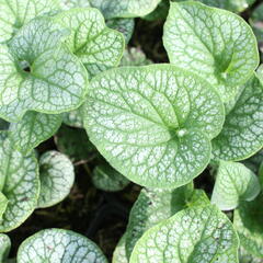 Pomněnkovec velkolistý 'Alchemy Pewter' - Brunnera 'Alchemy Pewter'