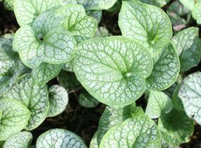 Pomněnkovec velkolistý 'Alchemy Pewter' - Brunnera 'Alchemy Pewter'