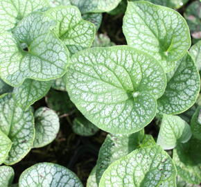 Pomněnkovec velkolistý 'Alchemy Pewter' - Brunnera 'Alchemy Pewter'