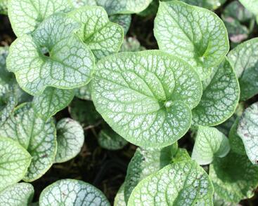 Pomněnkovec velkolistý 'Alchemy Pewter'