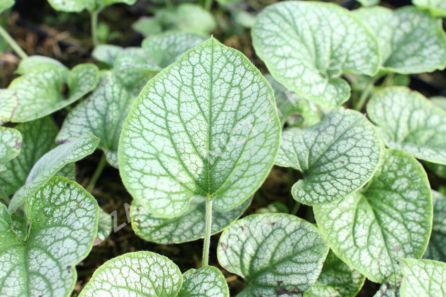 Pomněnkovec velkolistý 'Alchemy Pewter' - Brunnera 'Alchemy Pewter'