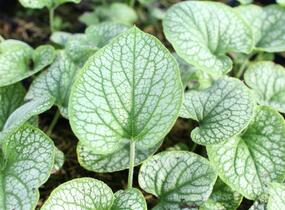 Pomněnkovec velkolistý 'Alchemy Pewter' - Brunnera 'Alchemy Pewter'