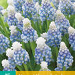 Modřenec 'Mountain Lady' - Muscari 'Mountain Lady'