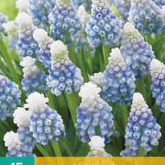 Modřenec 'Mountain Lady' - Muscari 'Mountain Lady'