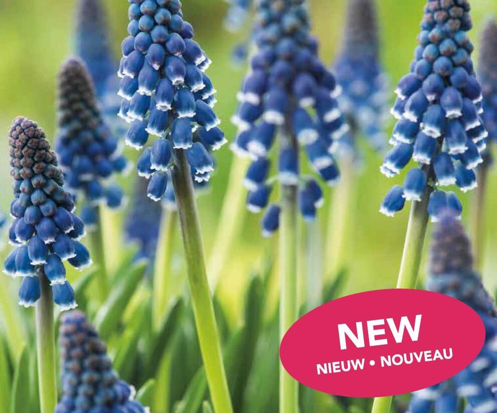 Modřenec 'Night Eyes' - Muscari 'Night Eyes'