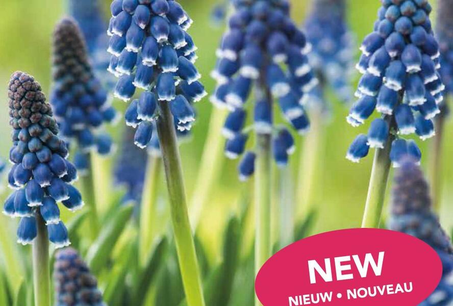 Modřenec 'Night Eyes' - Muscari 'Night Eyes'