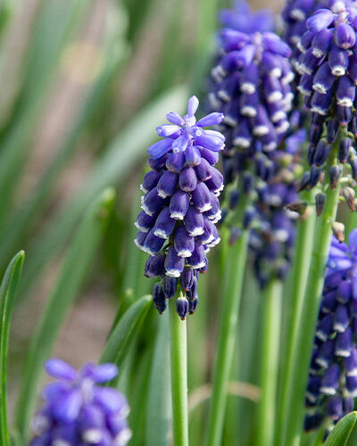 Modřenec 'Night Eyes' - Muscari 'Night Eyes'