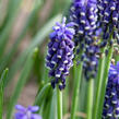 Modřenec 'Night Eyes' - Muscari 'Night Eyes'