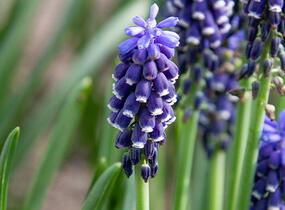 Modřenec 'Night Eyes' - Muscari 'Night Eyes'
