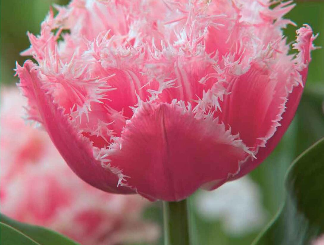 Tulipán třepenitý 'Queensland' - Tulipa Fringed 'Queensland'