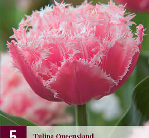 Tulipán třepenitý 'Queensland' - Tulipa Fringed 'Queensland'