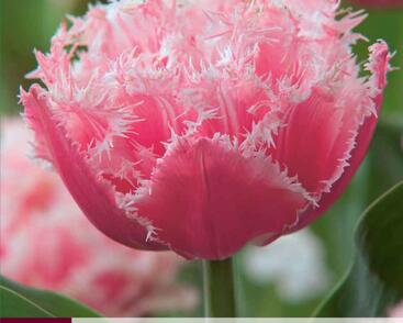 Tulipán třepenitý 'Queensland'