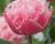 Tulipán třepenitý 'Queensland'