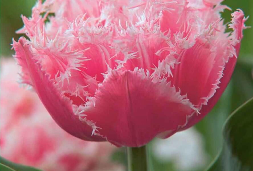 Tulipán třepenitý 'Queensland' - Tulipa Fringed 'Queensland'