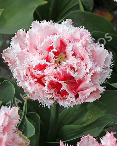 Tulipán třepenitý 'Queensland' - Tulipa Fringed 'Queensland'