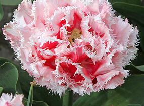 Tulipán třepenitý 'Queensland' - Tulipa Fringed 'Queensland'