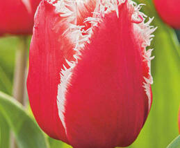 Tulipán třepenitý 'New Santa'