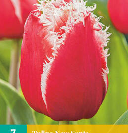 Tulipán třepenitý 'New Santa' - Tulipa Fringed 'New Santa'