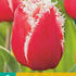 tulipan-trepenity-new-santa.jpg