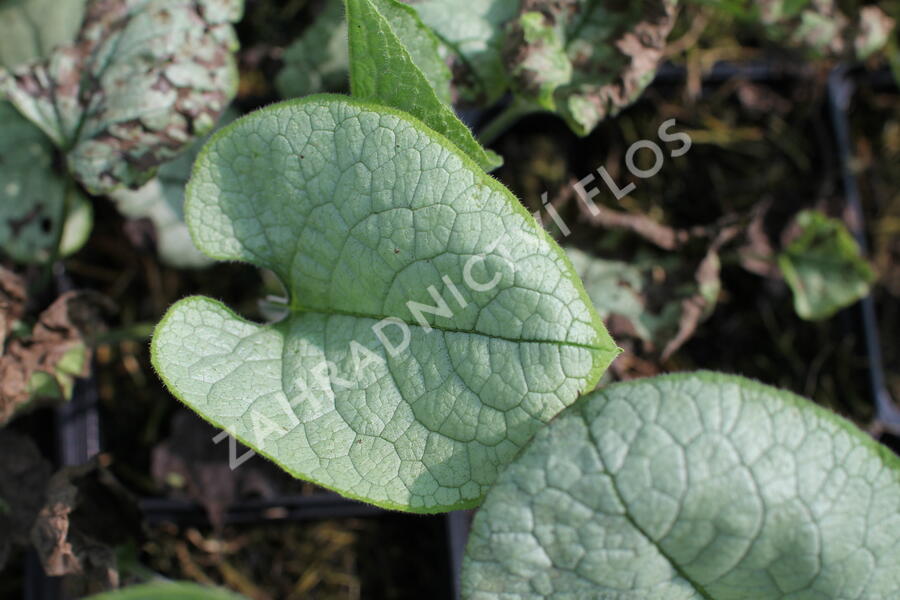 Pomněnkovec velkolistý 'Alexandria' - Brunnera macrophylla 'Alexandria'