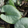 Pomněnkovec velkolistý 'Alexandria' - Brunnera macrophylla 'Alexandria'