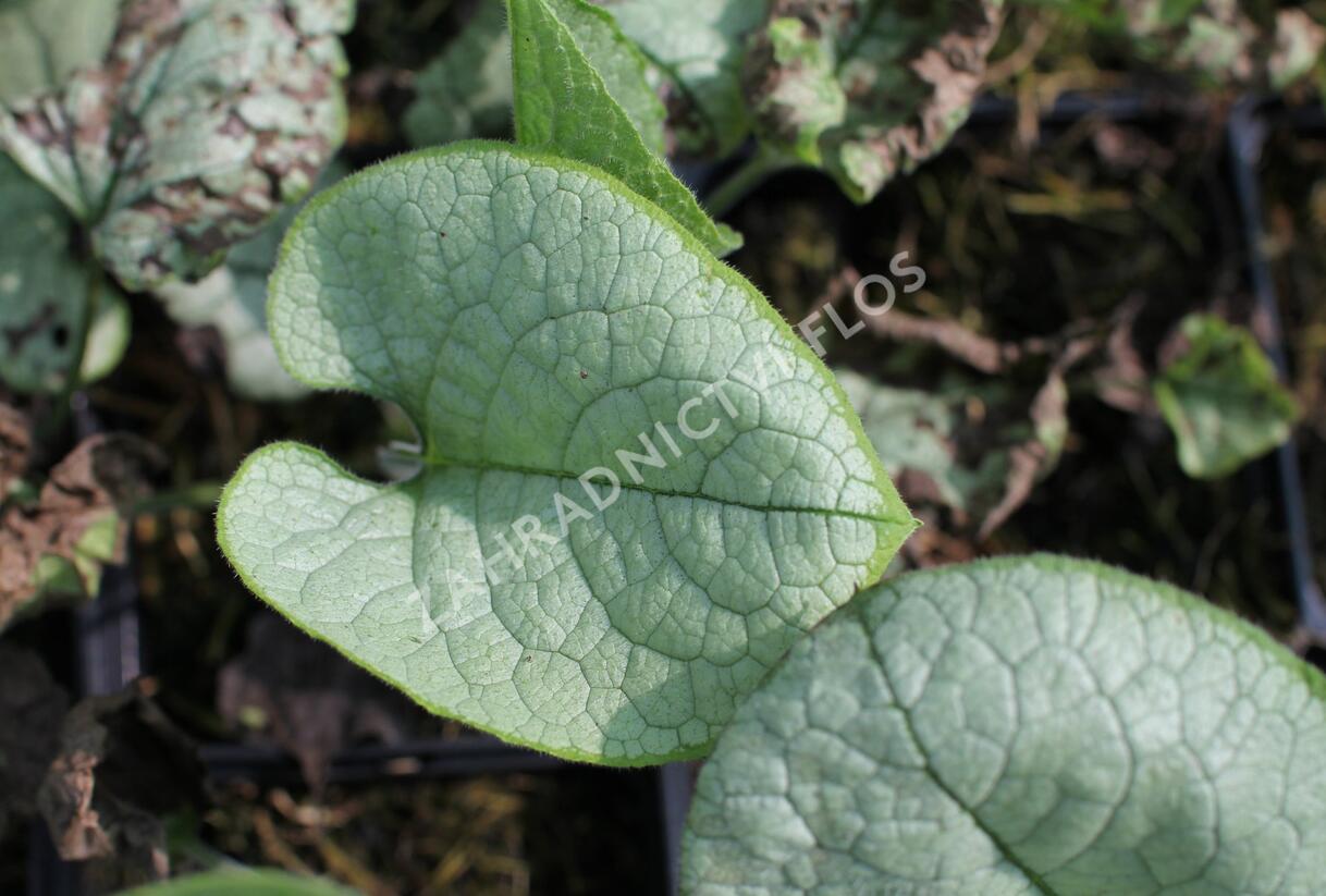 Pomněnkovec velkolistý 'Alexandria' - Brunnera macrophylla 'Alexandria'