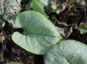 Pomněnkovec velkolistý 'Alexandria' - Brunnera macrophylla 'Alexandria'