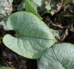 Pomněnkovec velkolistý 'Alexandria' - Brunnera macrophylla 'Alexandria'