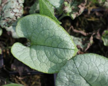 Pomněnkovec velkolistý 'Alexandria'