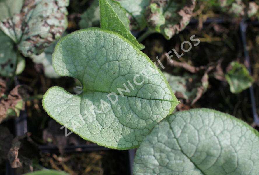 Pomněnkovec velkolistý 'Alexandria' - Brunnera macrophylla 'Alexandria'