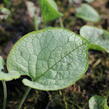 Pomněnkovec velkolistý 'Alexandria' - Brunnera macrophylla 'Alexandria'