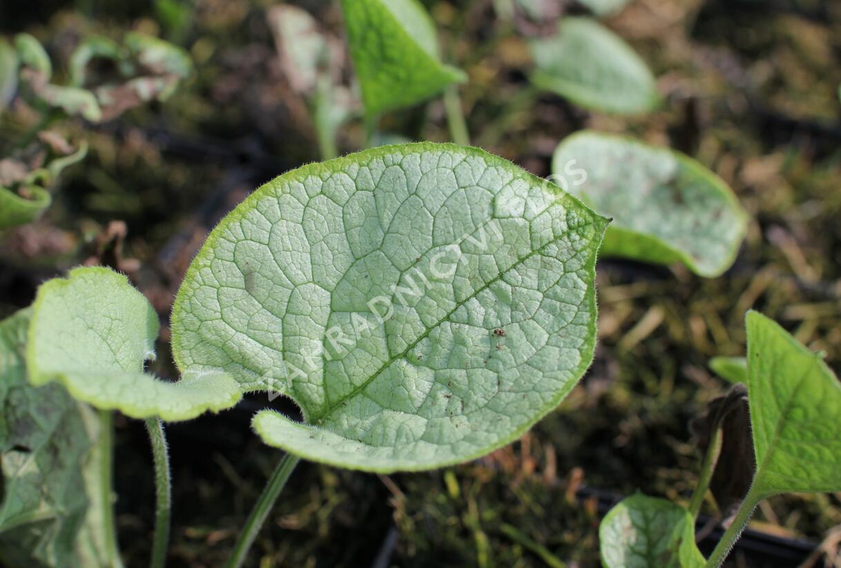 Pomněnkovec velkolistý 'Alexandria' - Brunnera macrophylla 'Alexandria'