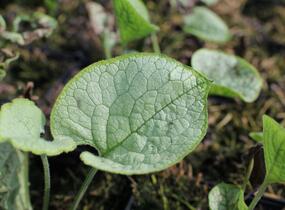 Pomněnkovec velkolistý 'Alexandria' - Brunnera macrophylla 'Alexandria'