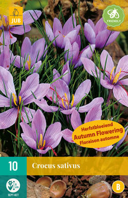 Krokus, šafrán setý - Crocus sativus