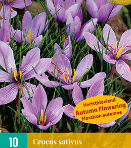 Krokus, šafrán setý