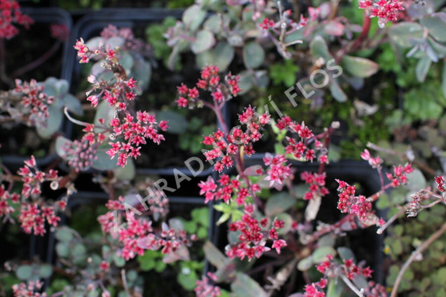 Rozchodník nachový 'Merida' - Sedum telephium 'Merida'