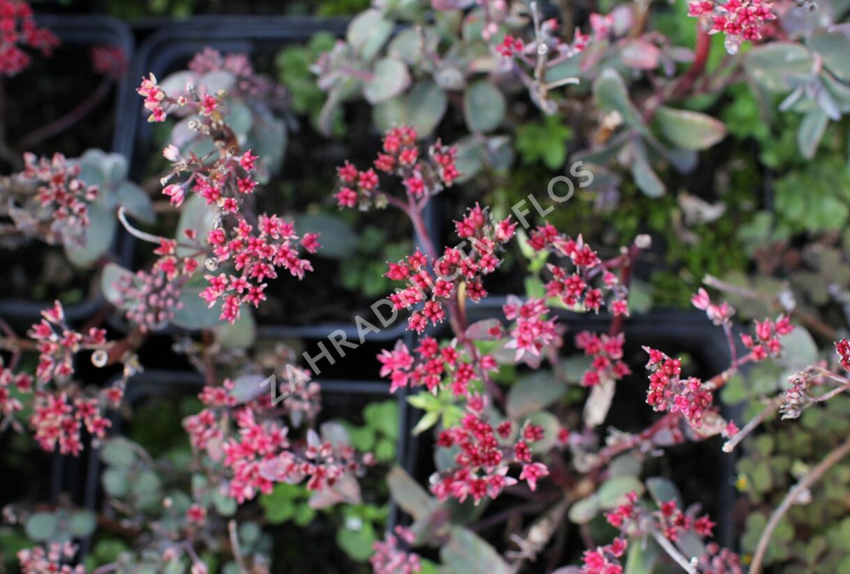 Rozchodník nachový 'Merida' - Sedum telephium 'Merida'