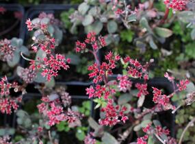 Rozchodník nachový 'Merida' - Sedum telephium 'Merida'
