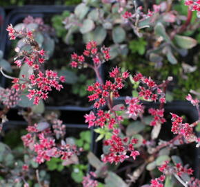 Rozchodník nachový 'Merida' - Sedum telephium 'Merida'