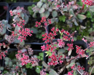 Rozchodník nachový 'Merida'