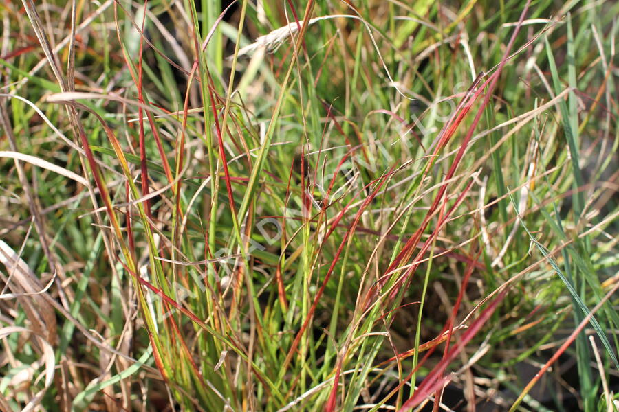 Dochan psárkovitý 'Burgundy Bunny' - Pennisetum alopecuroides 'Burgundy Bunny'