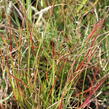 Dochan psárkovitý 'Burgundy Bunny' - Pennisetum alopecuroides 'Burgundy Bunny'